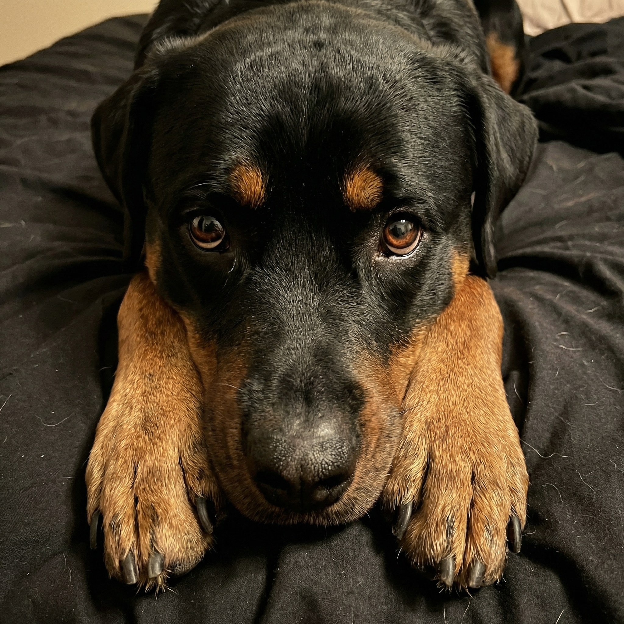 PawfectPawz Facebook ad