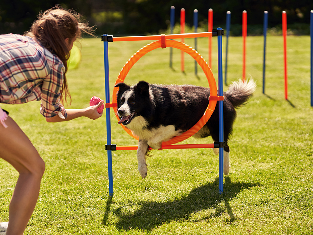 Dog Training Pro Facebook ad