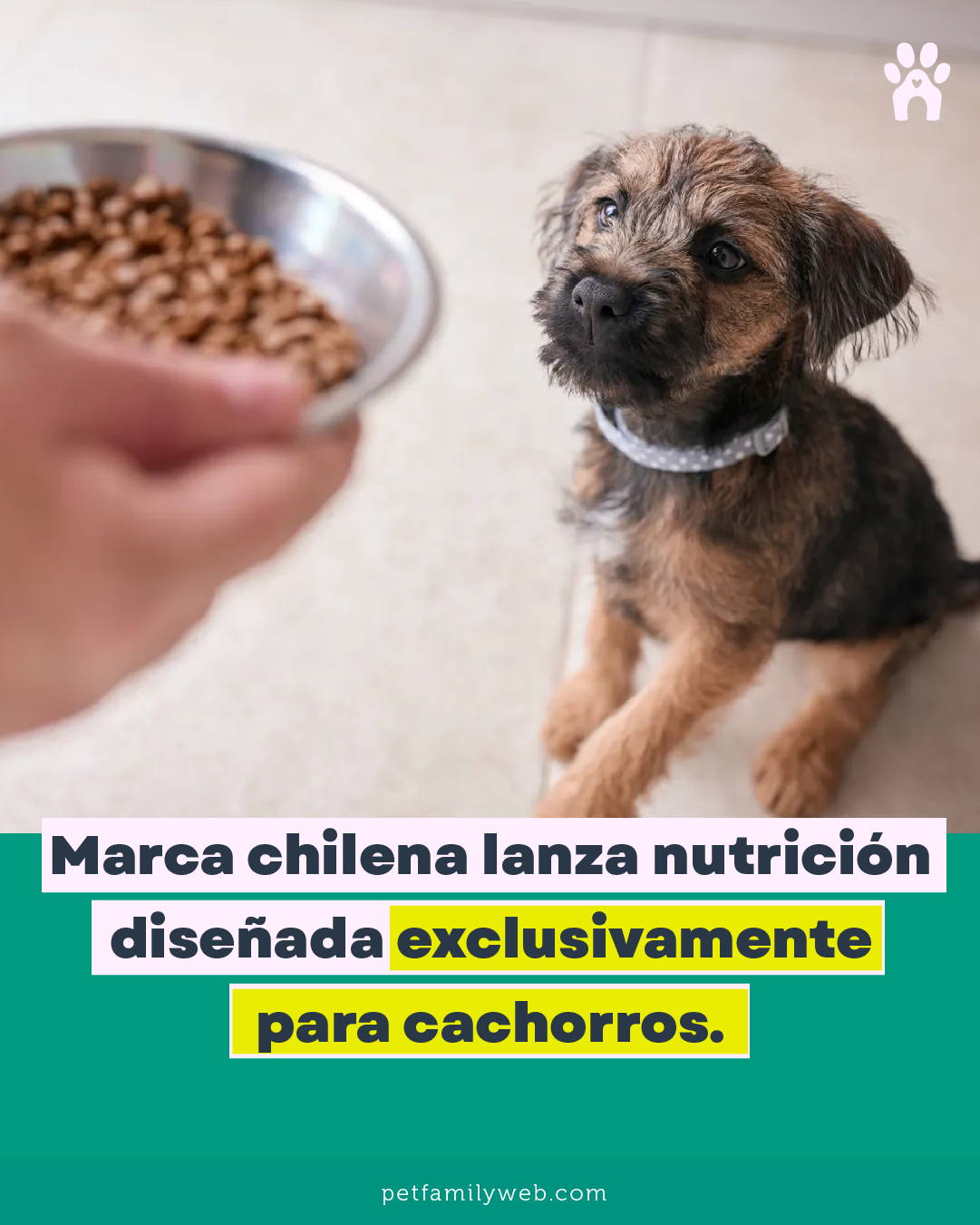 PetFamily Facebook ad