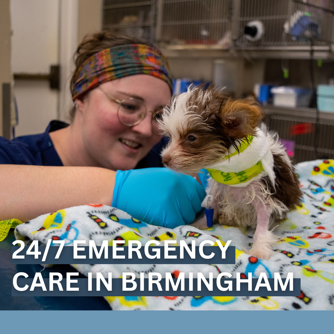 Veterinary Specialists of Birmingham Facebook ad: Your pet deserves the BEST care!