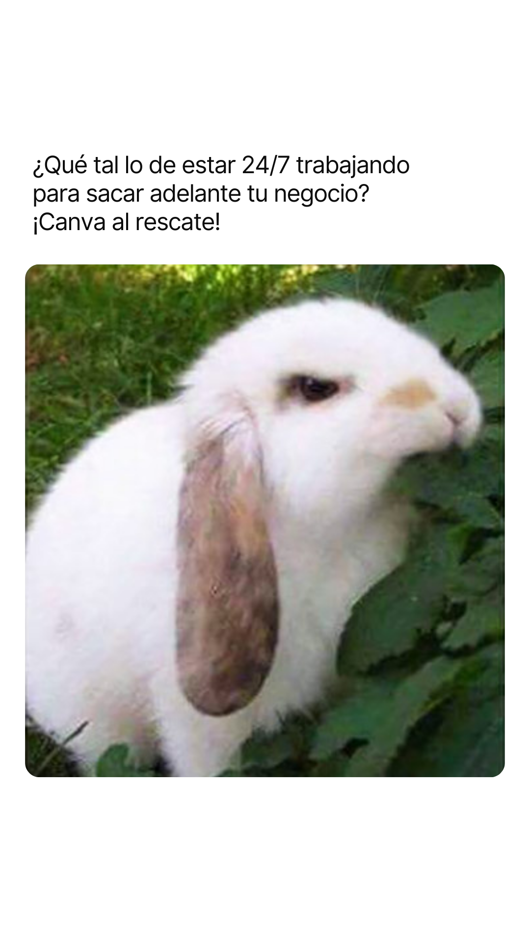 Canva Facebook ad