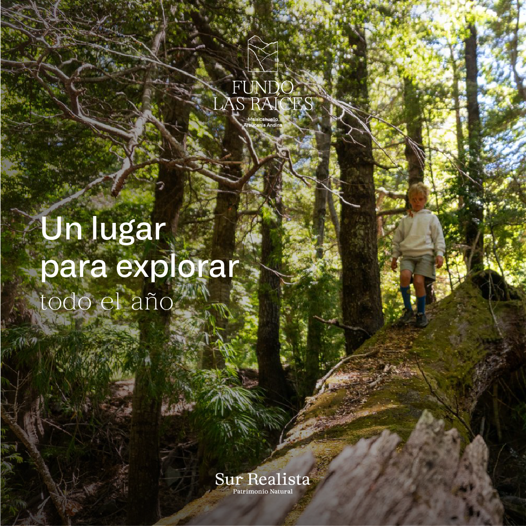 Fundo Las Raíces Facebook ad: En Fundo Las Raíces, en Malalcahuello, cada paso…