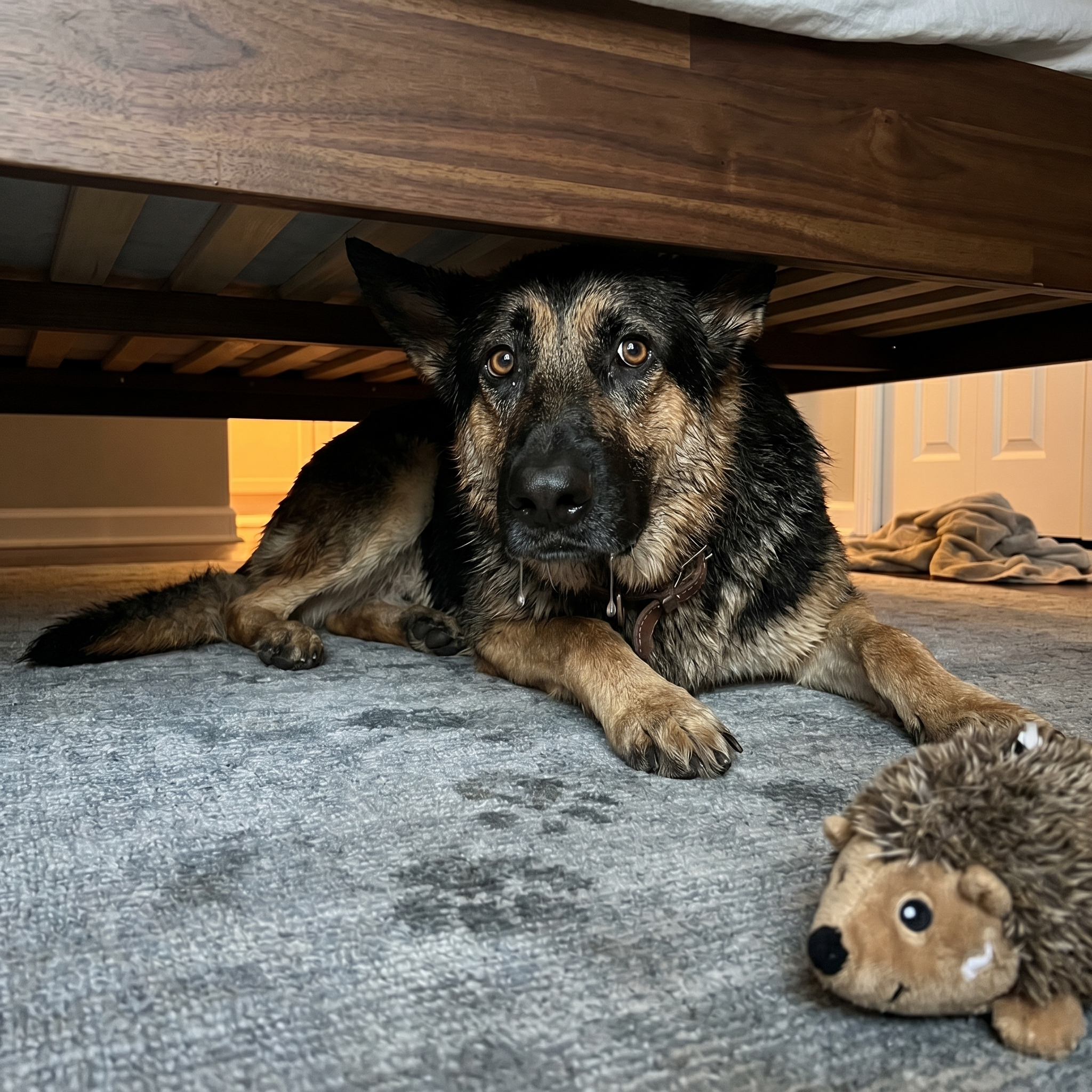 The Dog Mom Diary Facebook ad: Read this if your dog hates bath time.