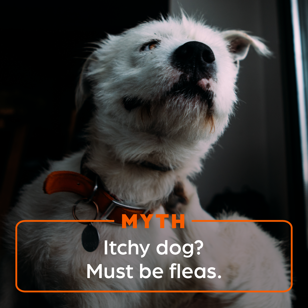 Zoetis Pets Facebook ad: Itching can have many causes, but your vet…