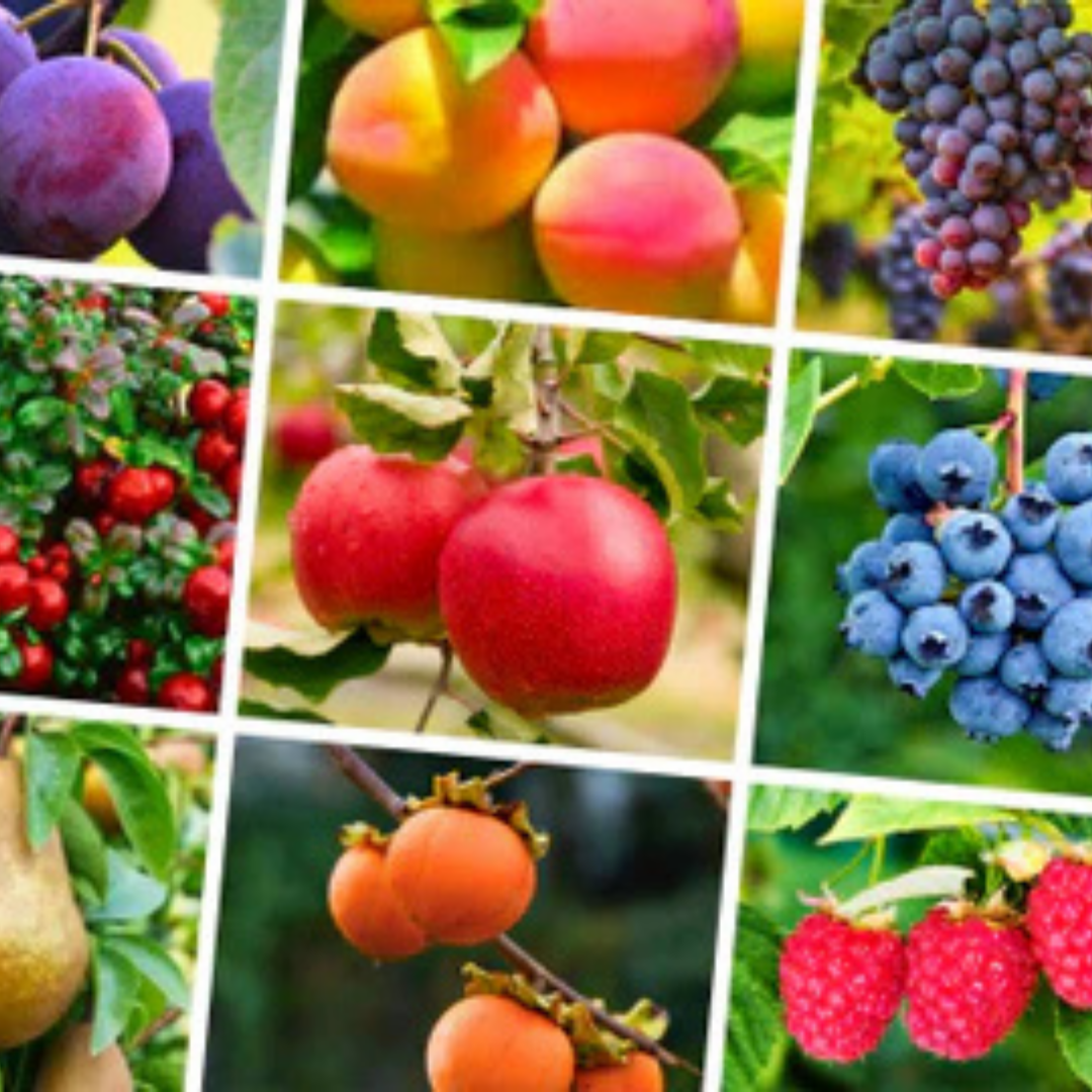 Mackey's Facebook ad: 20% OFF the Largest Fruit Tree & Shrub…