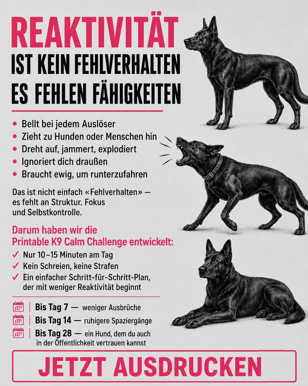 Reactive Dogs Club Facebook ad