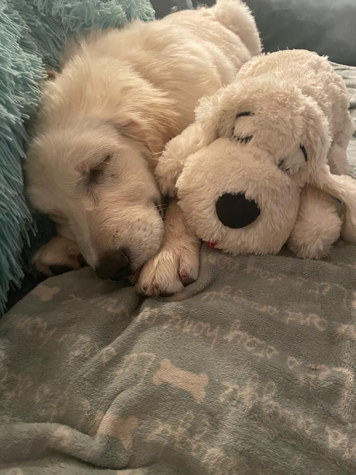 Original Snuggle Puppy Facebook ad