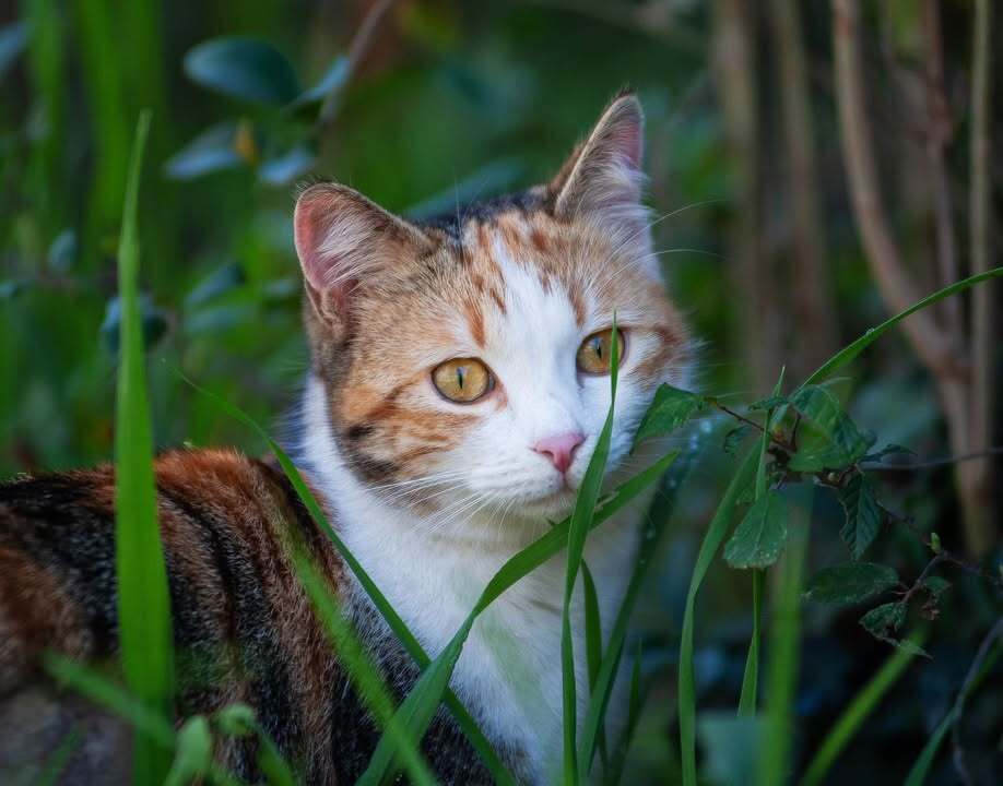NHV Natural Pet Products Facebook ad: TumFlora for Cats