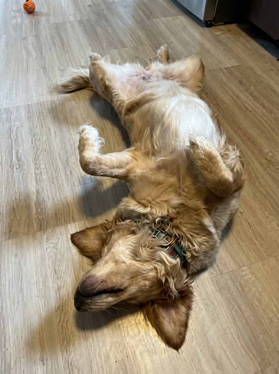 Canine Stress Research Institute Facebook ad