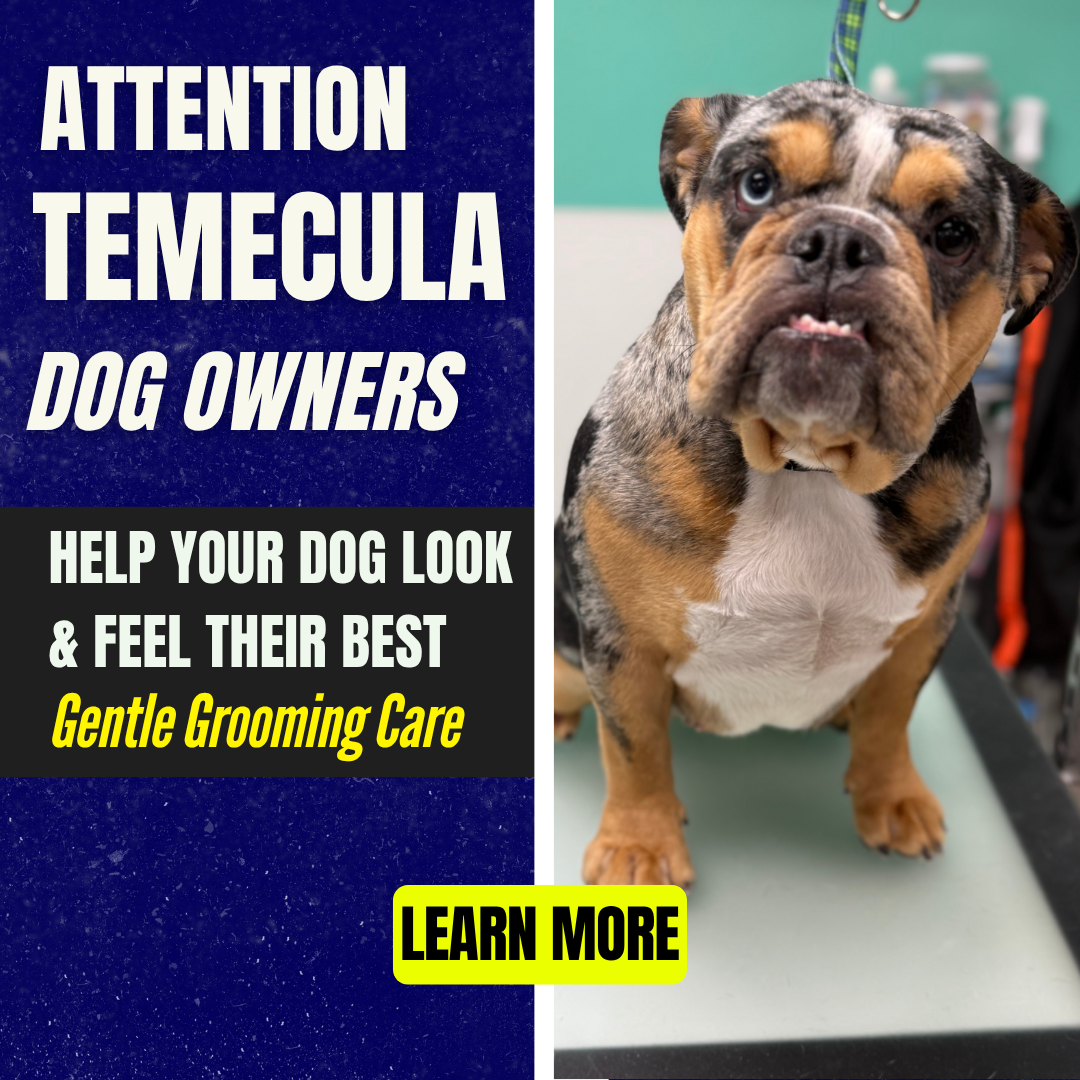 Epic Dog Academy Facebook ad: Temecula & nearby surrounding dog owners, is grooming…