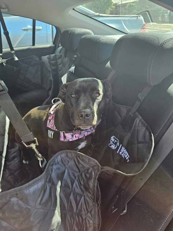Happy Staffy Co. Facebook ad