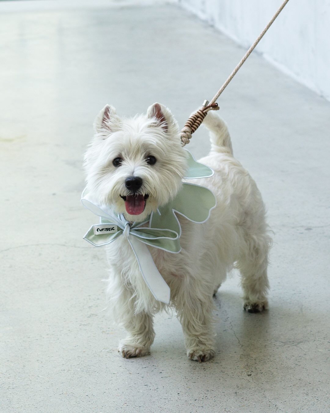 furistic_pets Facebook ad: Introducing FULL BLOOM I, a playful reinterpretation of…