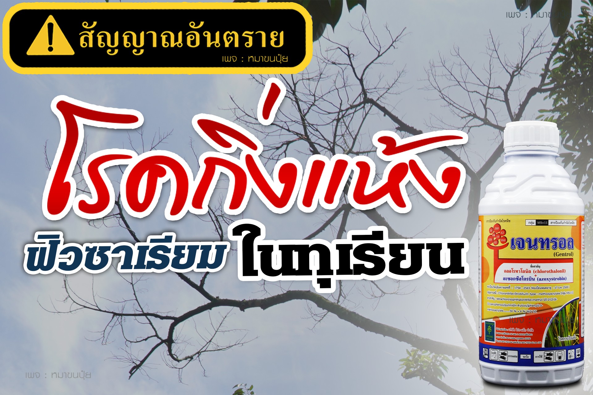 หมาขนปุ๋ย Facebook ad