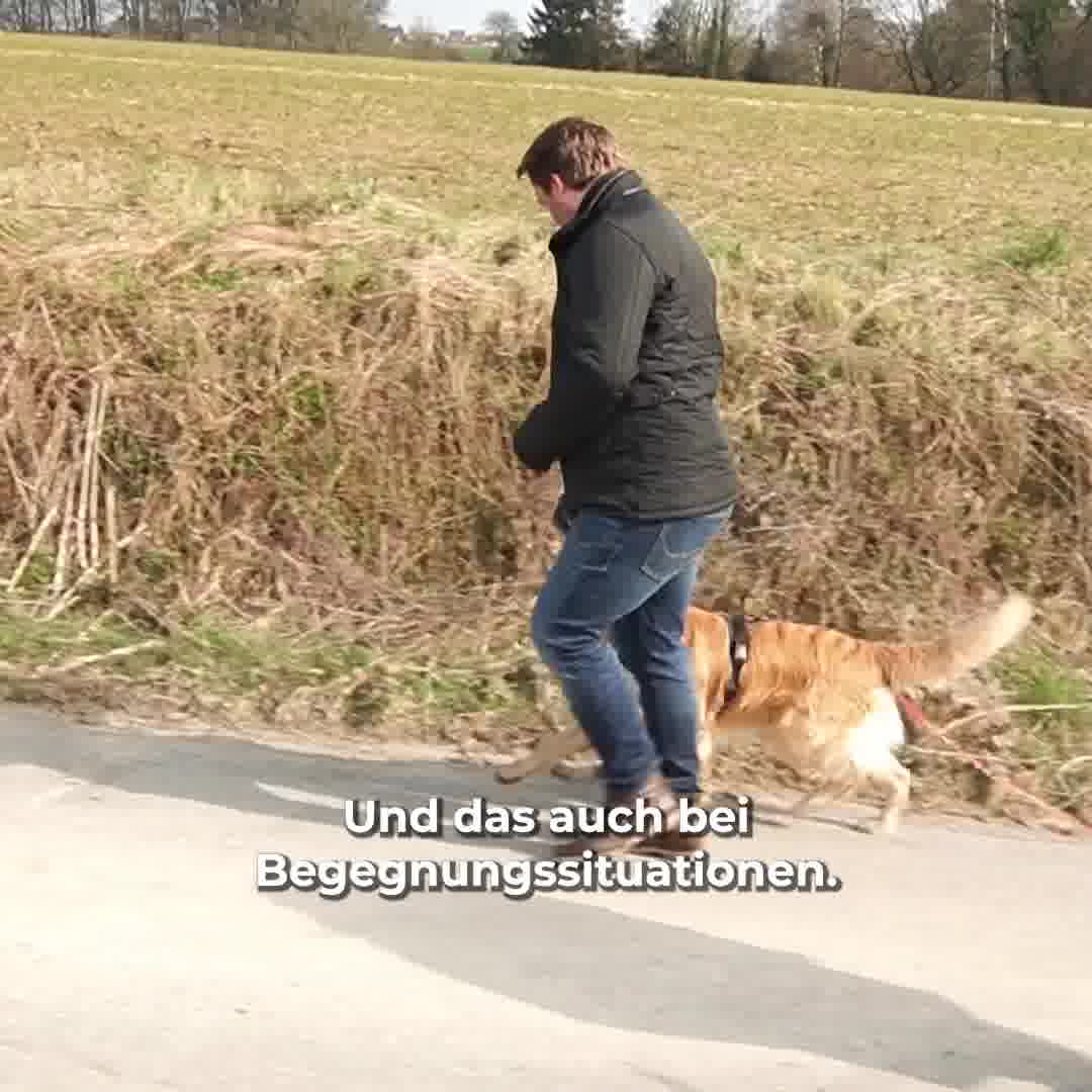 Hundeshop Vogt Facebook ad: Die VOGT Trainingsleine für den entspannten Spaziergang…