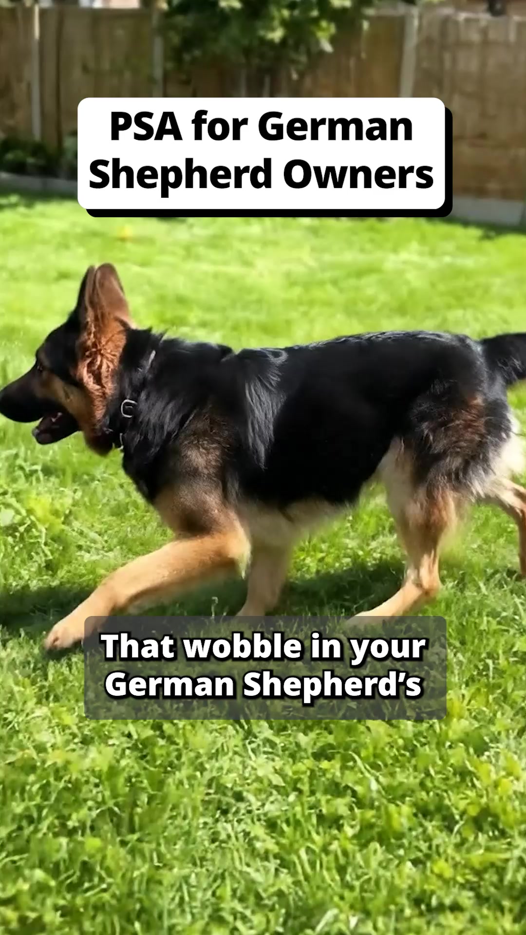 Pets Are Kids Facebook ad: Slower Walks Aren't Always Old Age