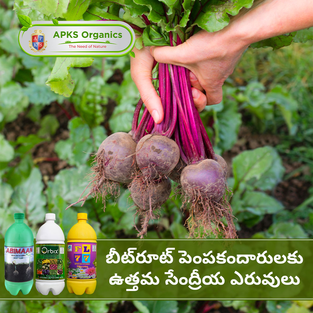 APKS Organics Telugu Facebook ad: అద్భుతమైన దుంప అభివృద్ధిని మరియు అధిక లాభాలను…