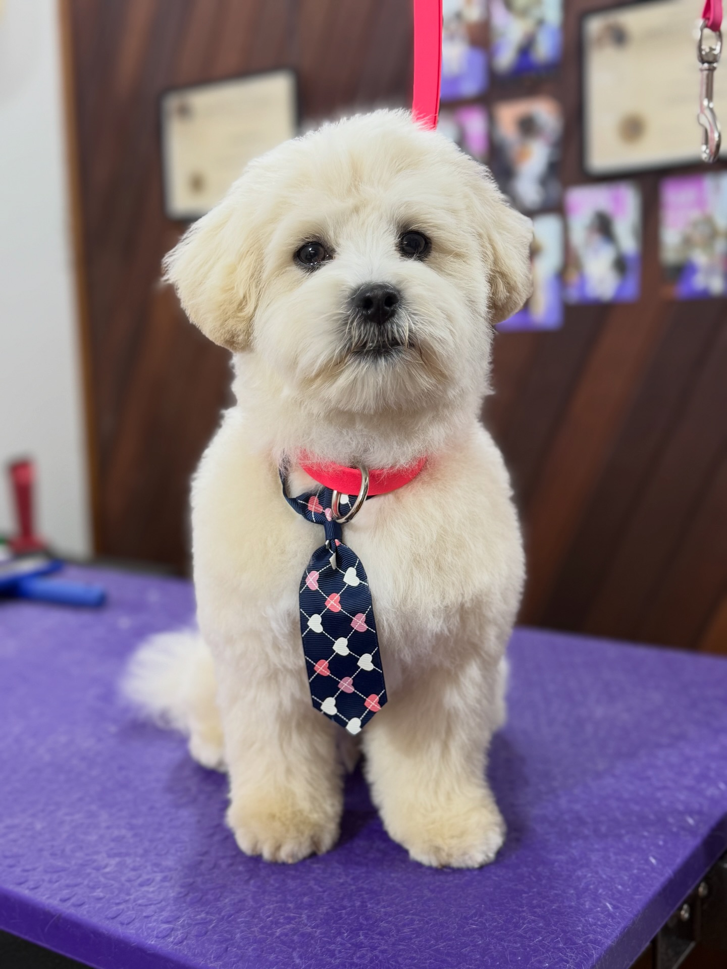Furry Friends Dog Grooming Facebook ad