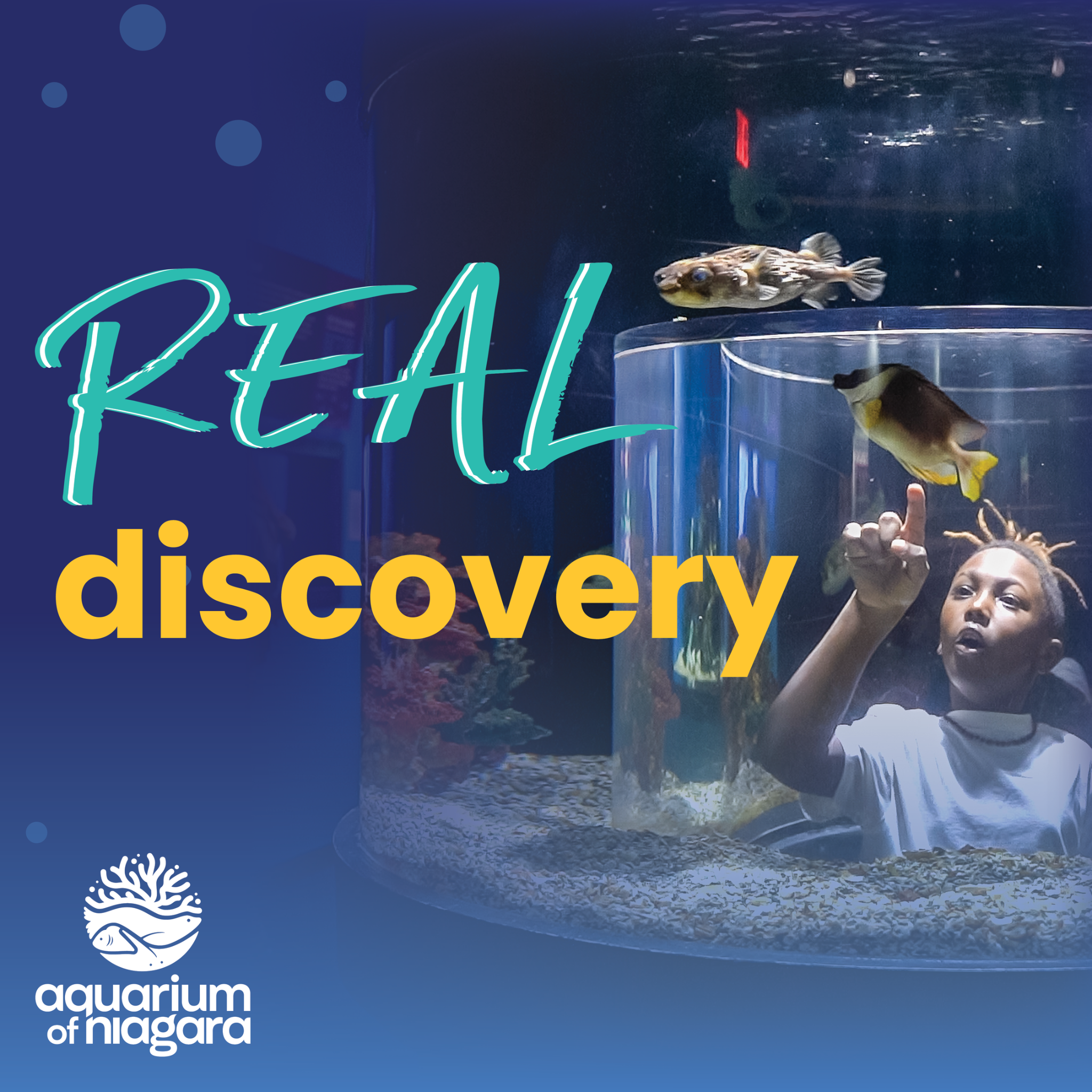 Aquarium of Niagara Facebook ad: Immersive exhibits, playful animals, and an underwater…