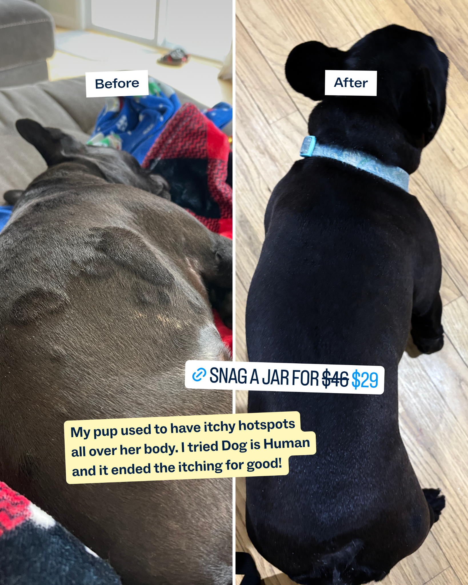 Dog is Human Facebook ad