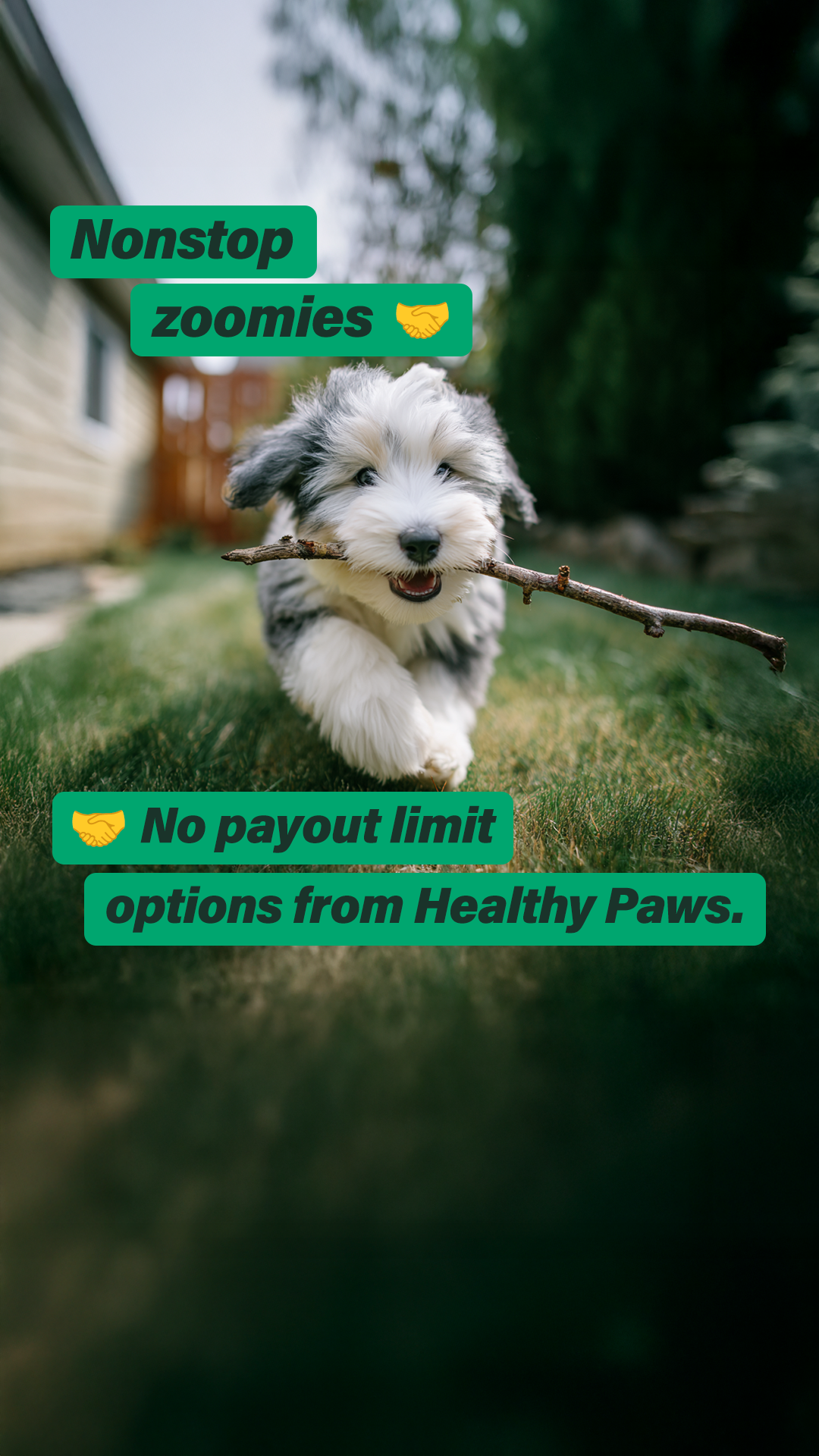 Healthy Paws Pet Insurance Facebook ad