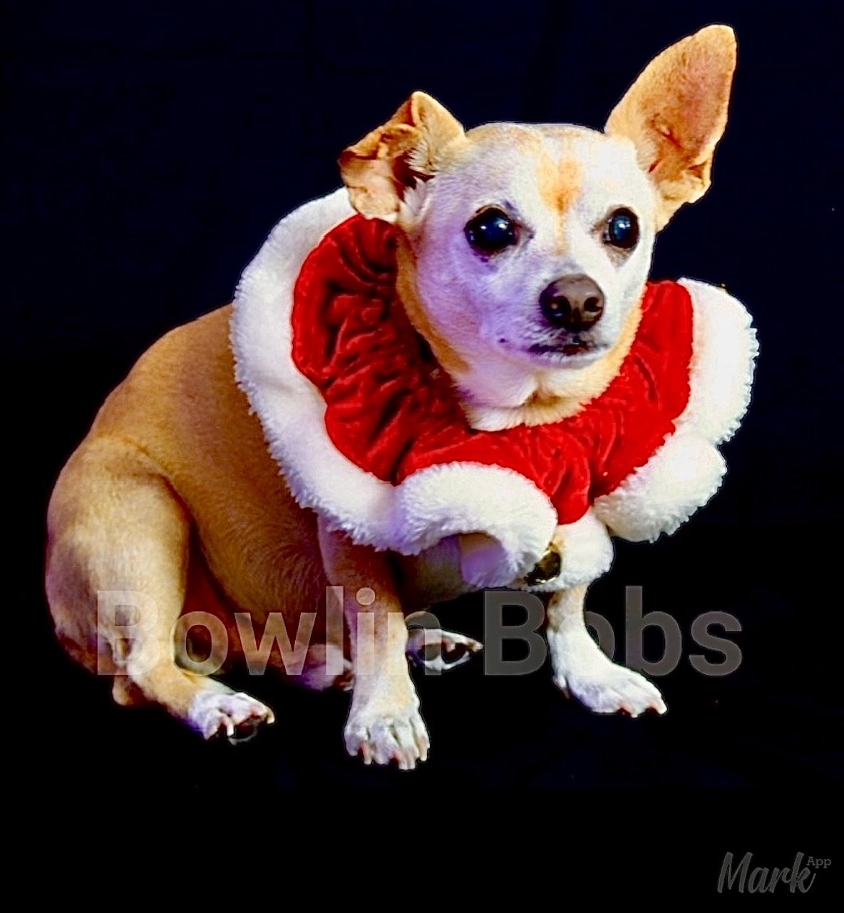 Bowlin Bobs Pet Photography-LLC Facebook ad