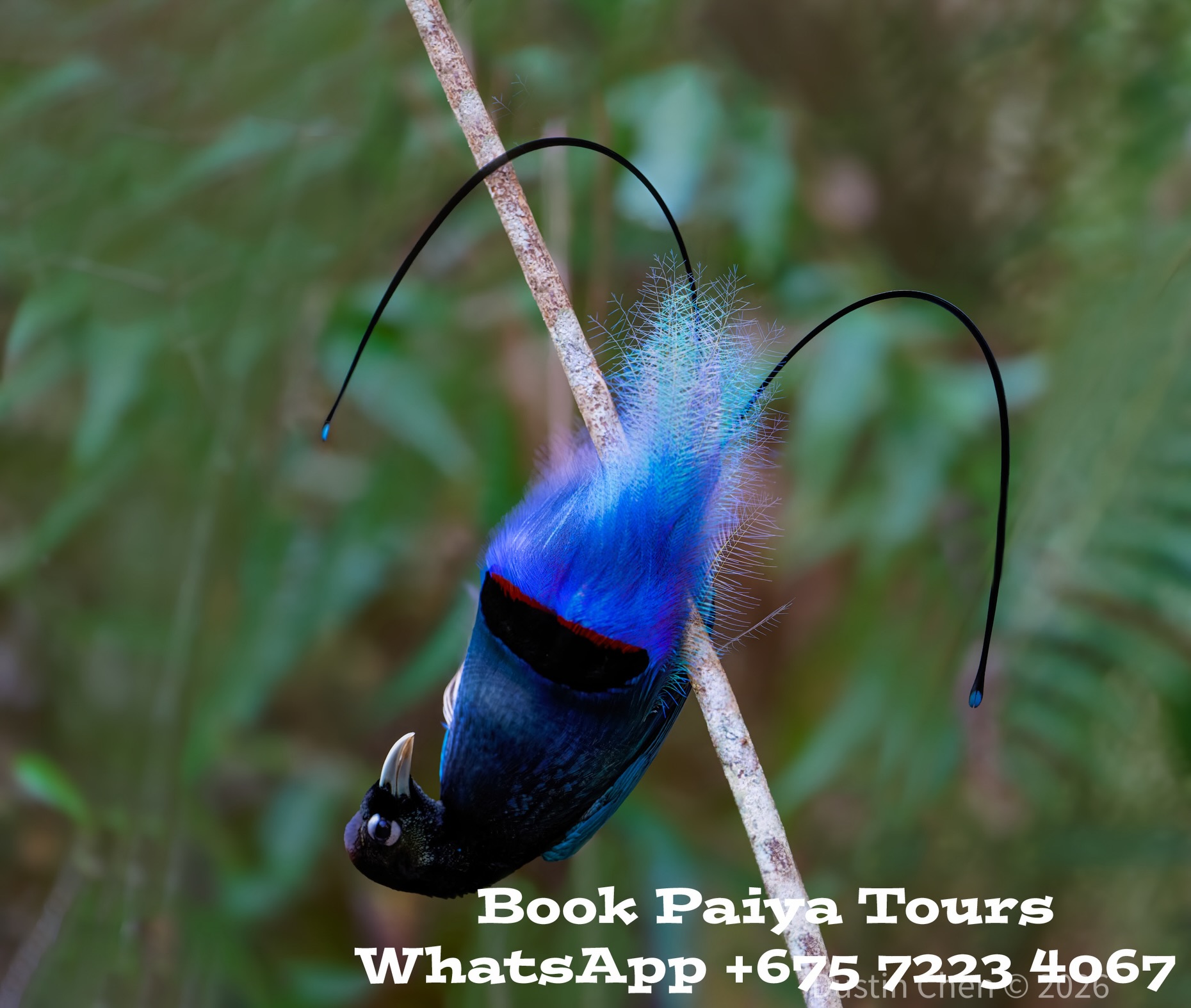 Greater bird of paradise photography Facebook ad