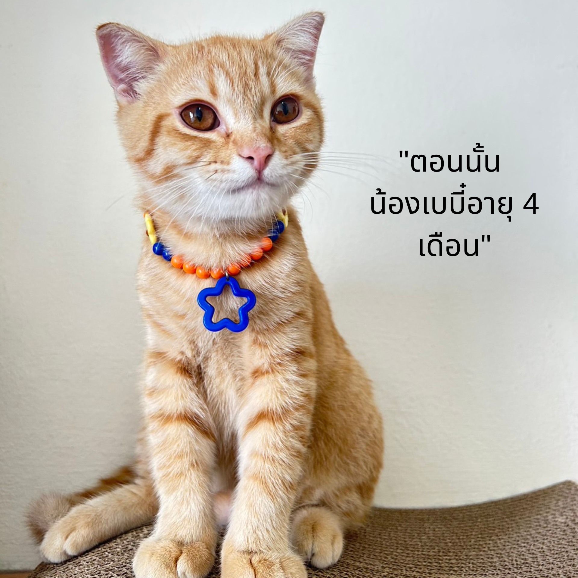 ชูชู เสริมภูมิคุ้มกัน Facebook ad