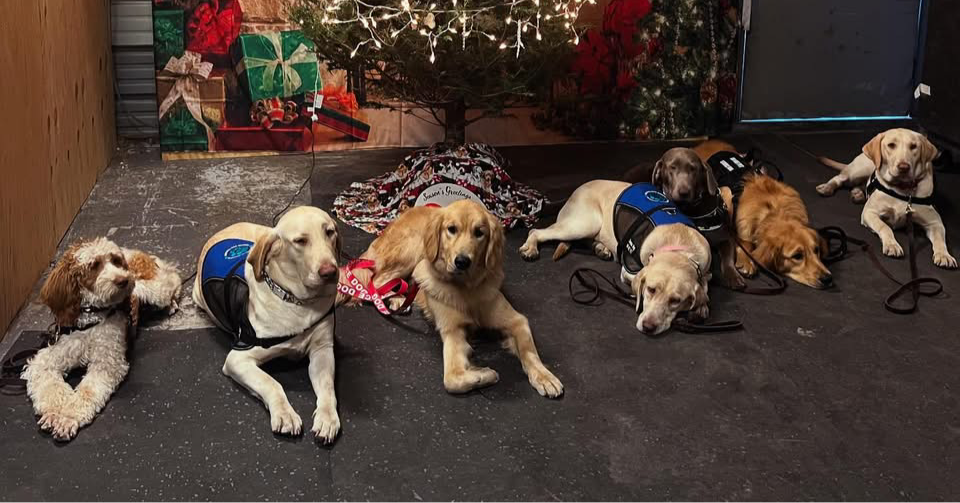 Command K9 Behavior Facebook ad: Command K9 Behavior Specializes Obedience & Service Dog…