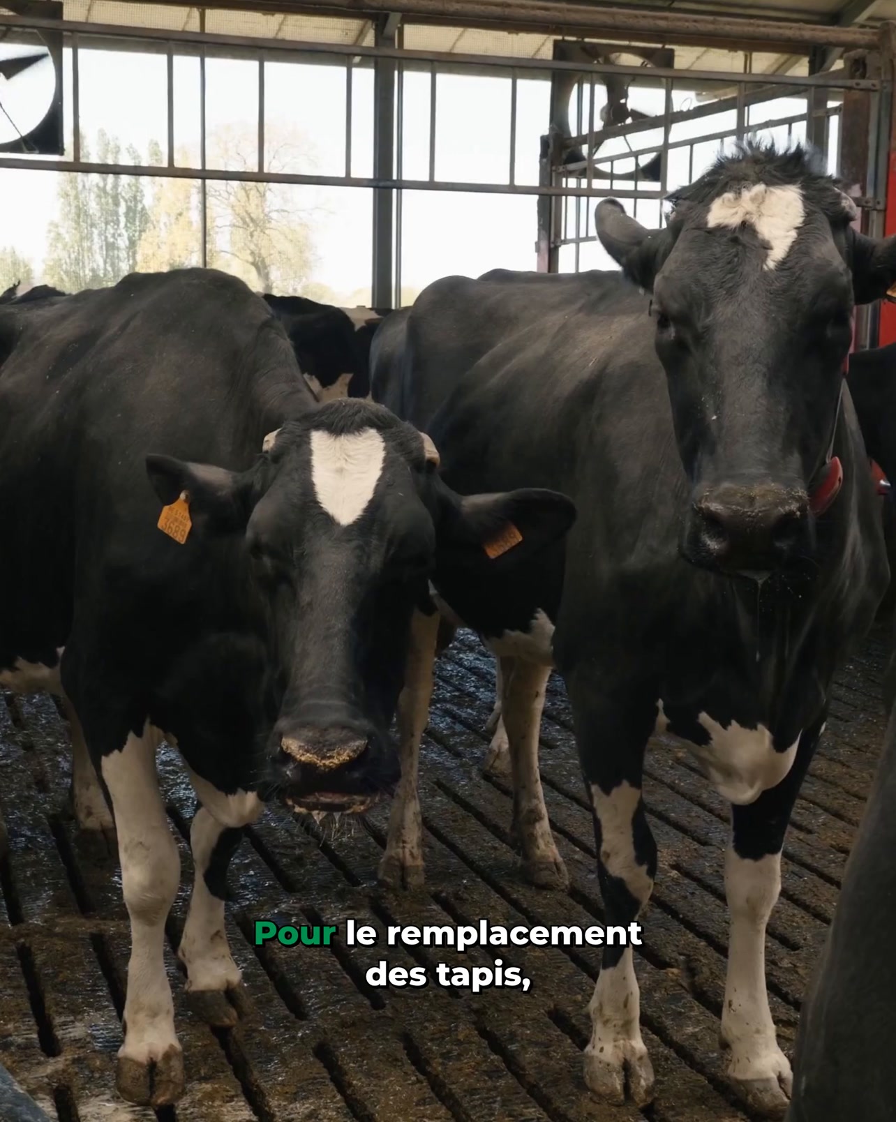 MS Schippers Facebook ad: Traitez la maladie de Mortellaro