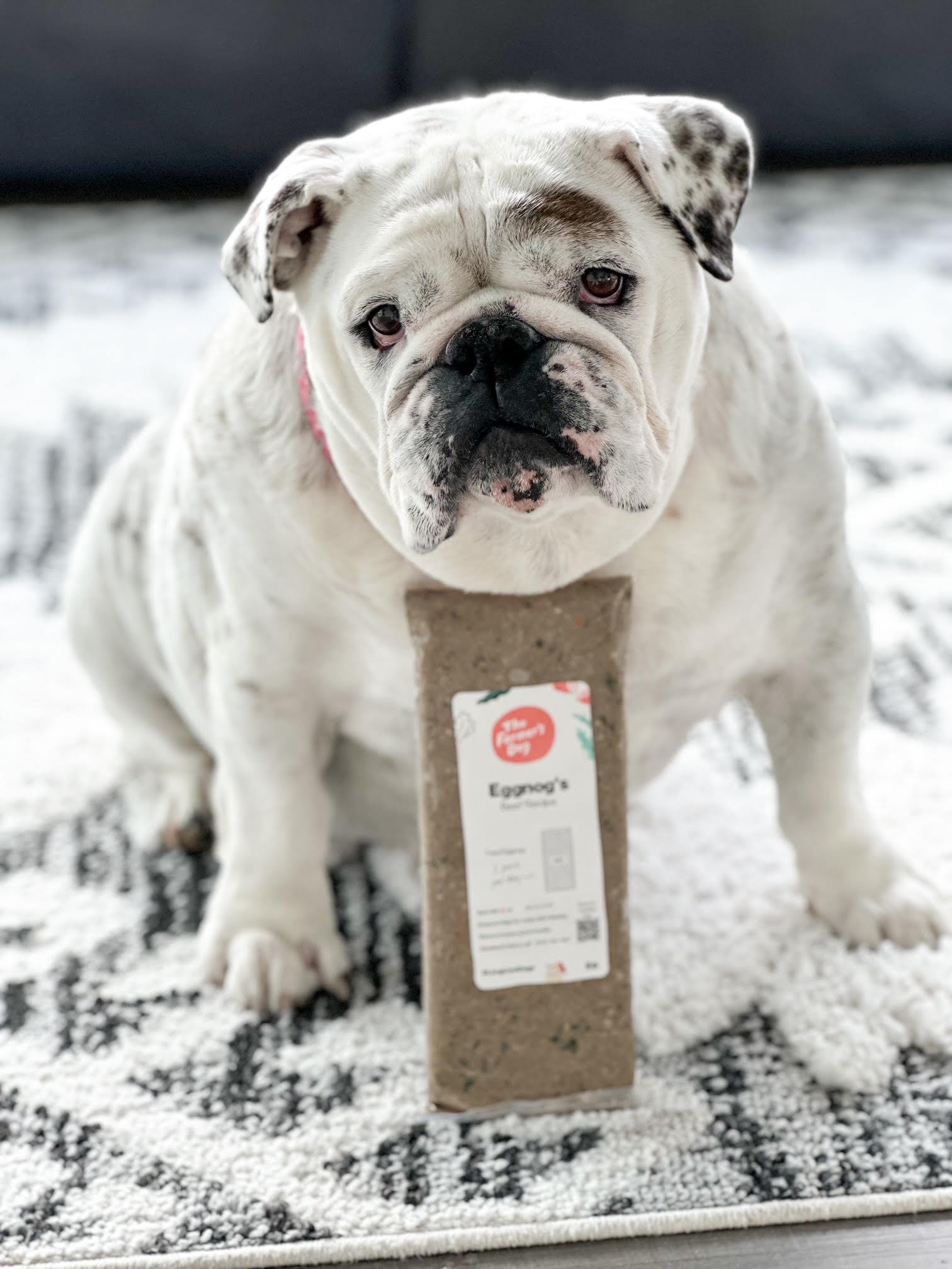 Eggnogthebulldog Facebook ad
