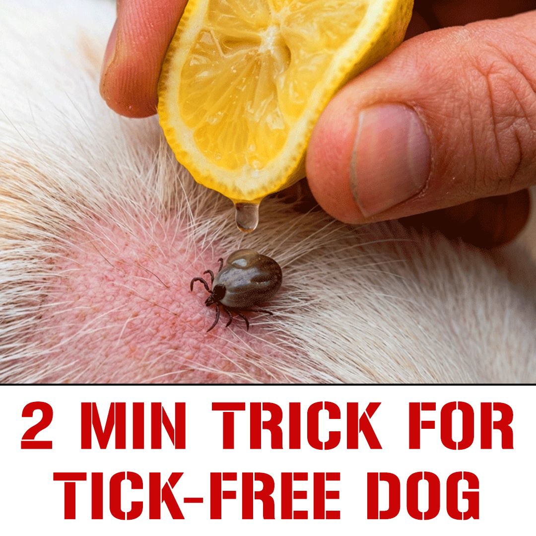 The Tickless Dog Facebook ad