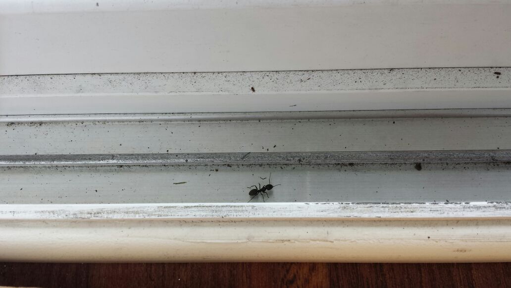 Men in Black Pest Control Services Inc. Facebook ad