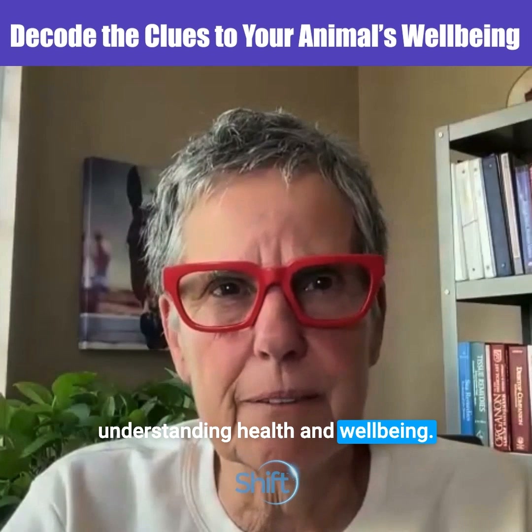 The Shift Network Facebook ad: The Hidden Language of Your Animal’s Symptoms
