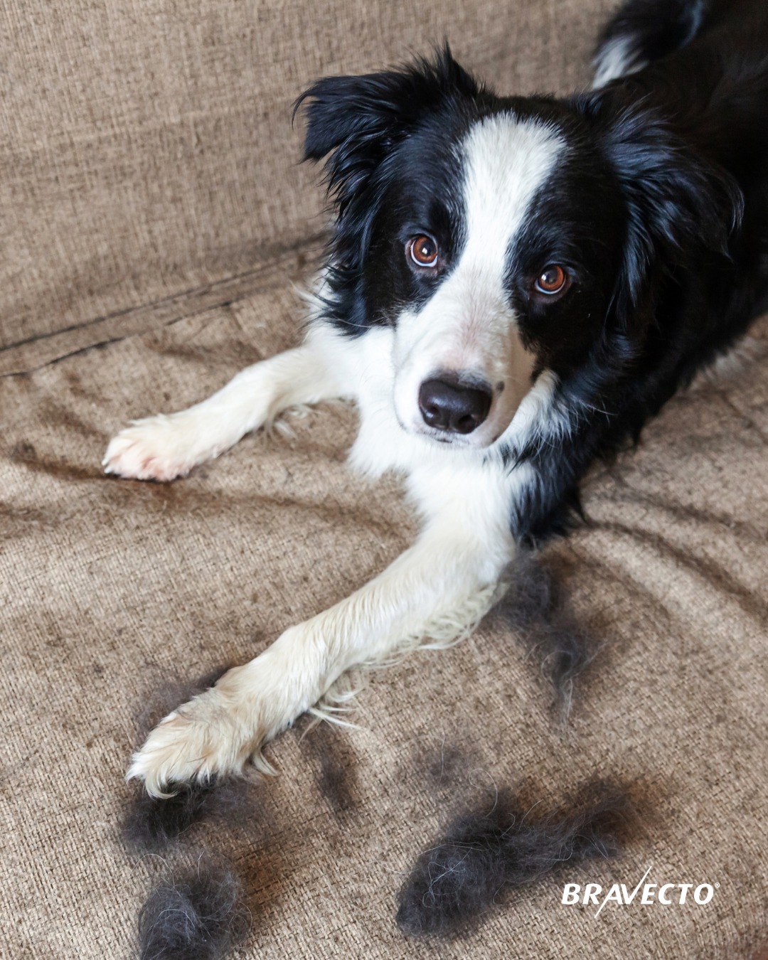 Bravecto Australia Facebook ad: Dog hair on the couch.