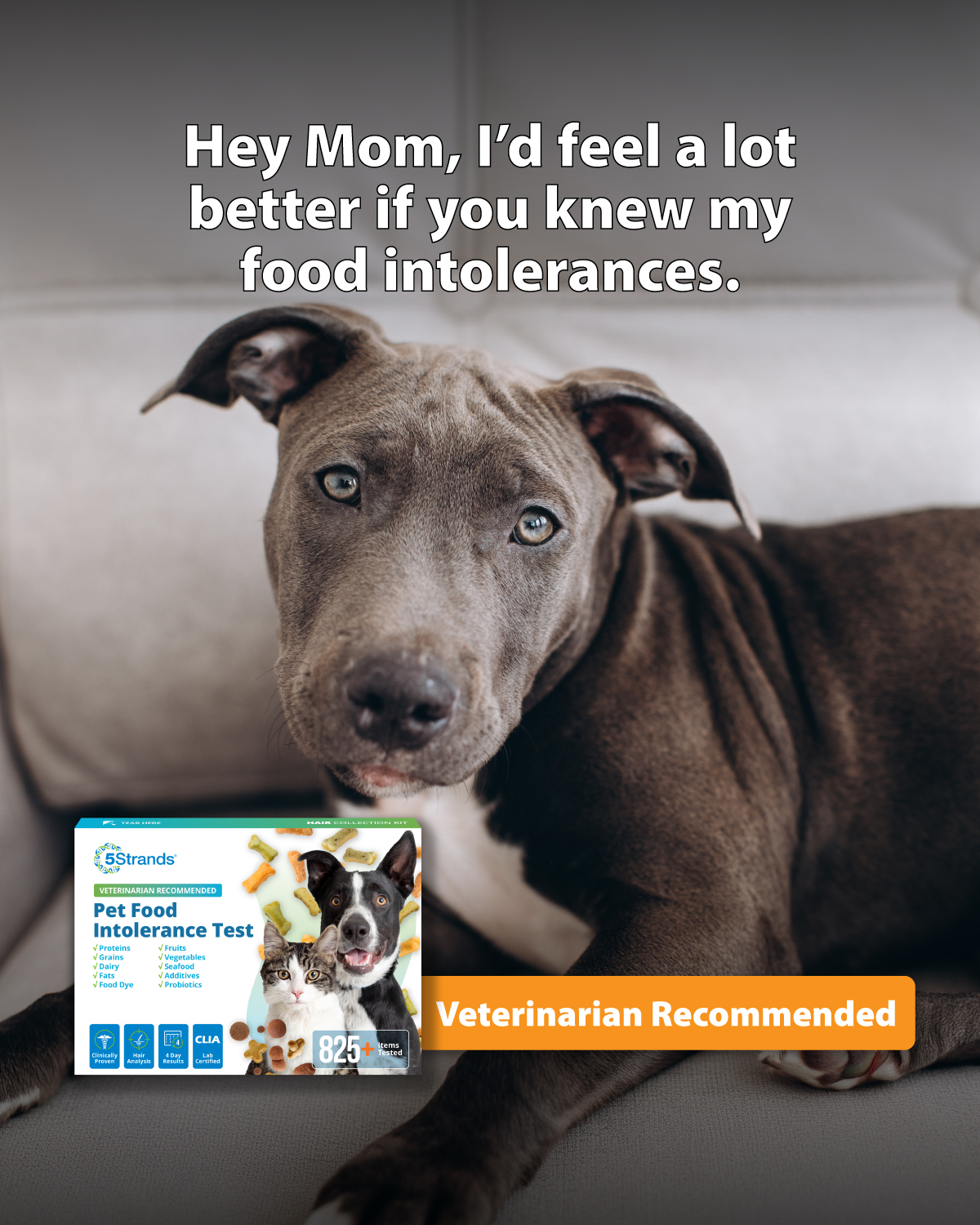 That One Dog Mom Facebook ad: If our pets could talk.