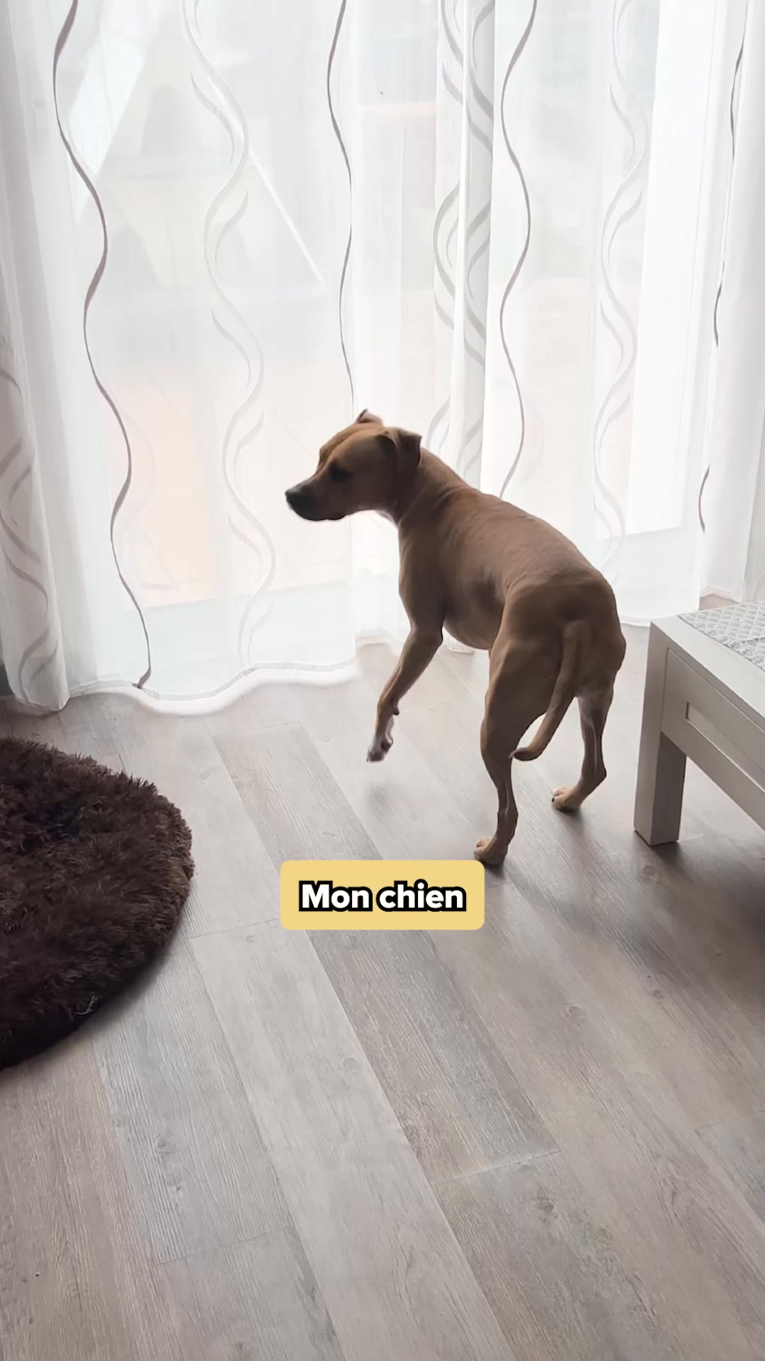 Franklin Pet Food Facebook ad: Gummies anti-stress pour chien