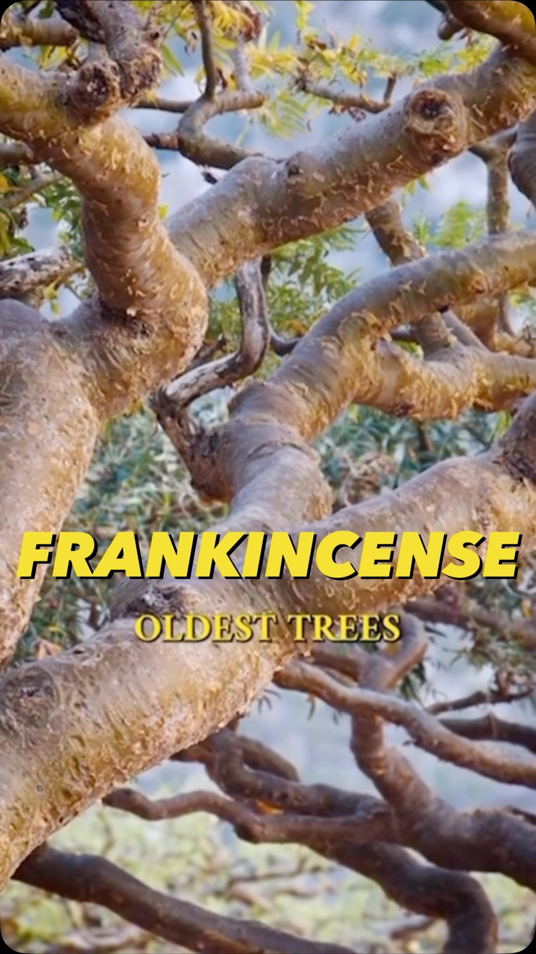 The perfumist Facebook ad: Three Ancient Ways to Experience Frankincense