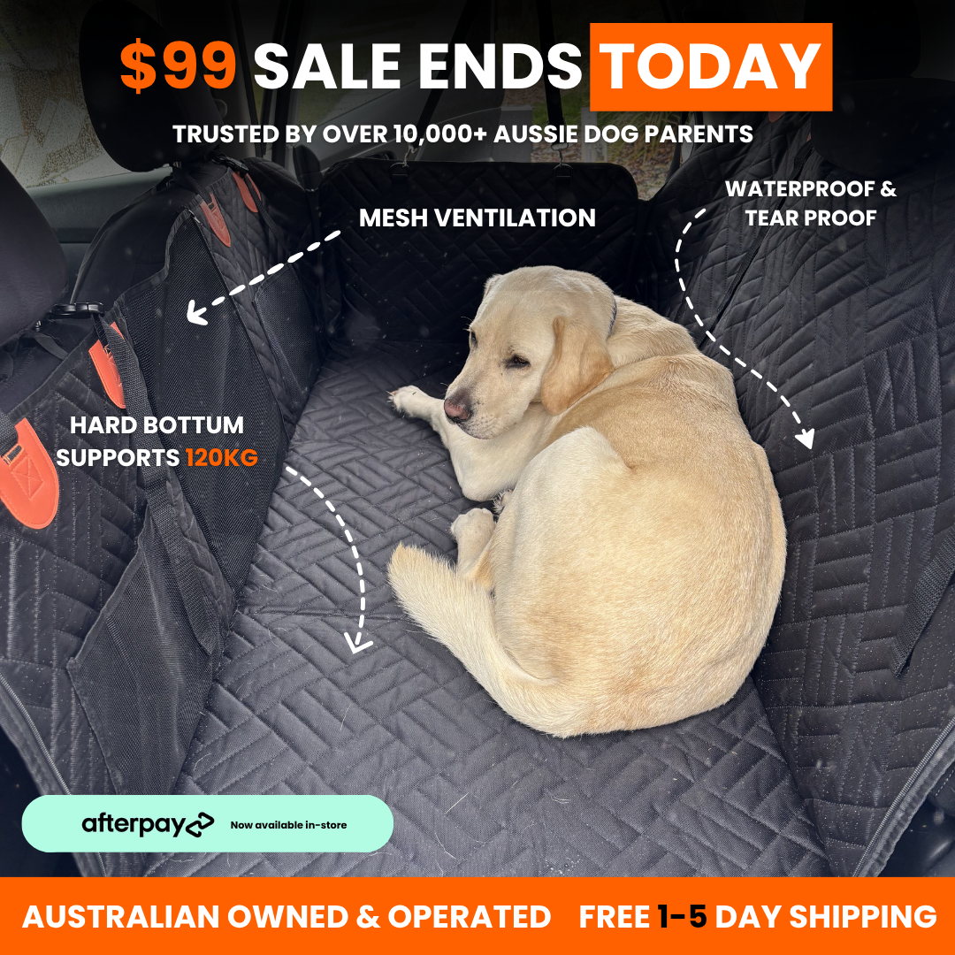 PupQuest Facebook ad: $99 SALE ENDS TODAY