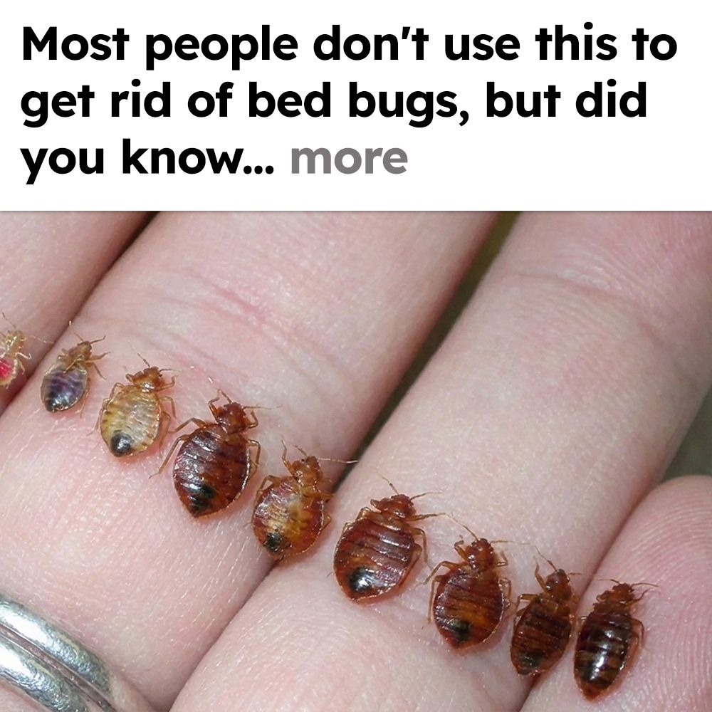 Ultimate Bed Bug Solution Facebook ad