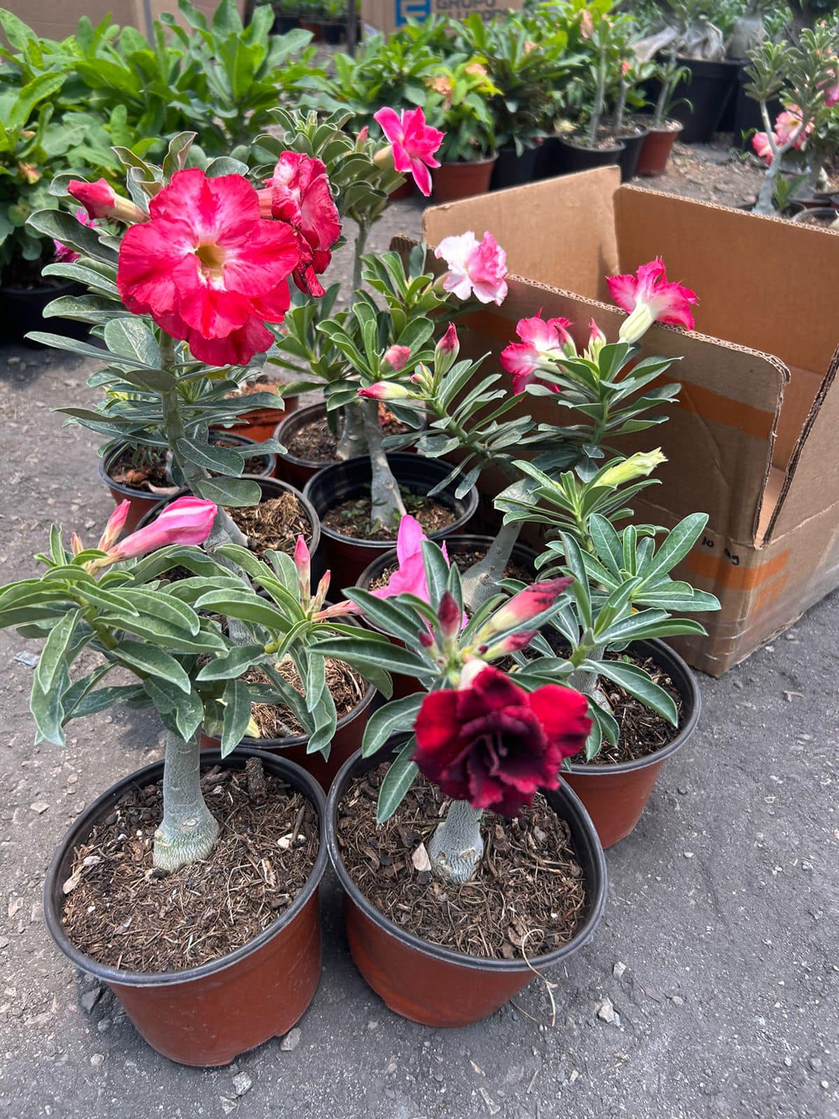 Granja Adenium CR Facebook ad: ¡NUEVA OFERTA ESPECIAL!