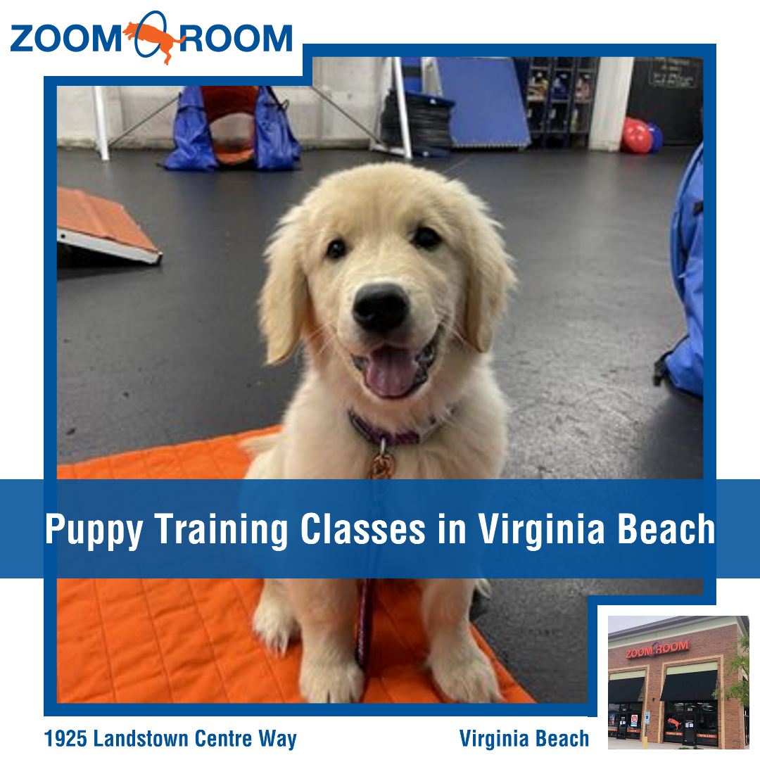 Zoom Room Dog Training Facebook ad