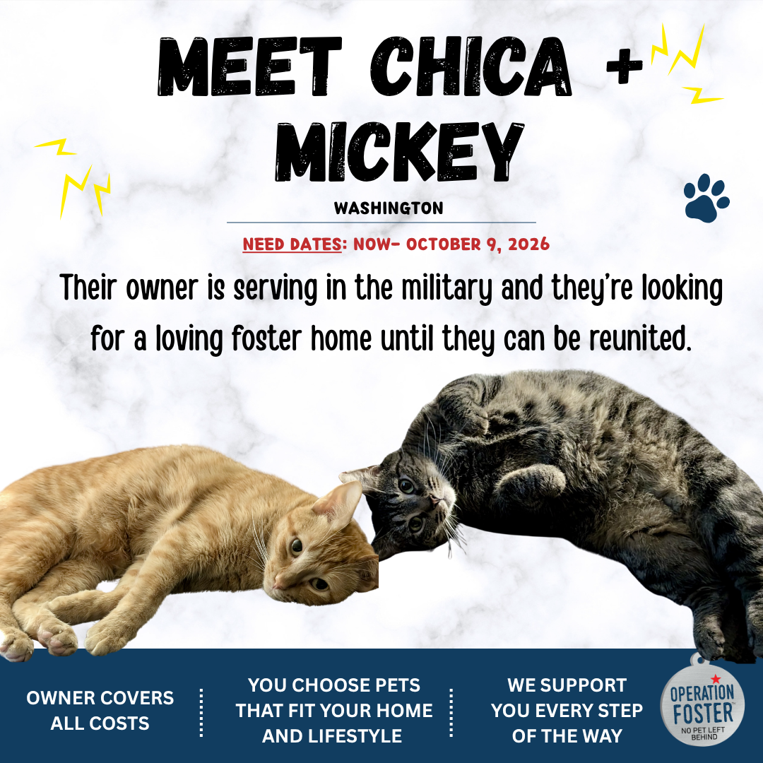 Operation Foster Facebook ad: Foster Chica + Mickey!