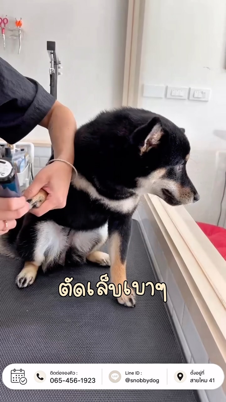 SnobbyDog Grooming & Spa Facebook ad: ชิบะน้อยย ได้เวลาอาบน้ำลดแบคทีเรียแย้วว