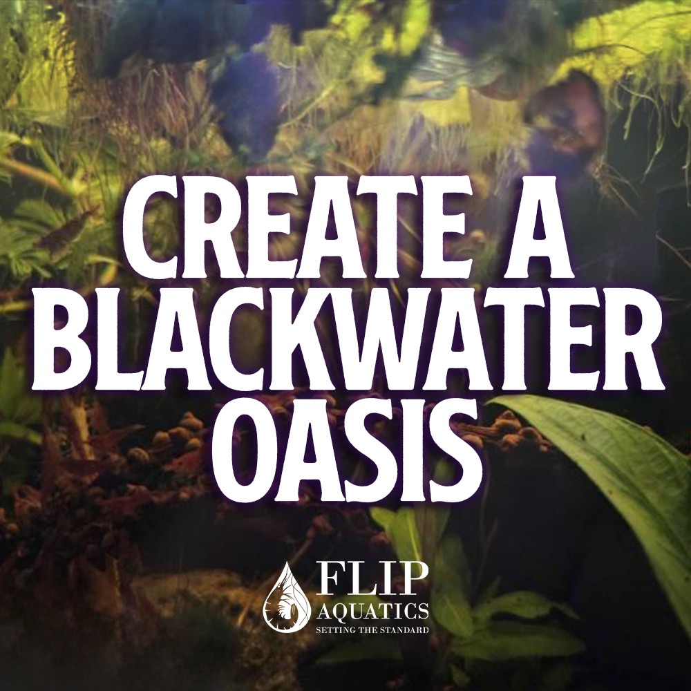 Flip Aquatics Facebook ad