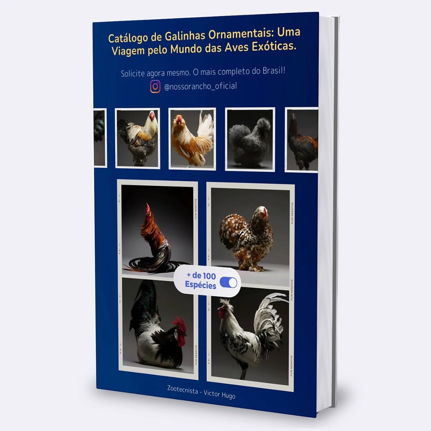 Nosso Rancho Animais Facebook ad: Galinhas Ornamentais - Black Friday - VICTOR HUGO DE…