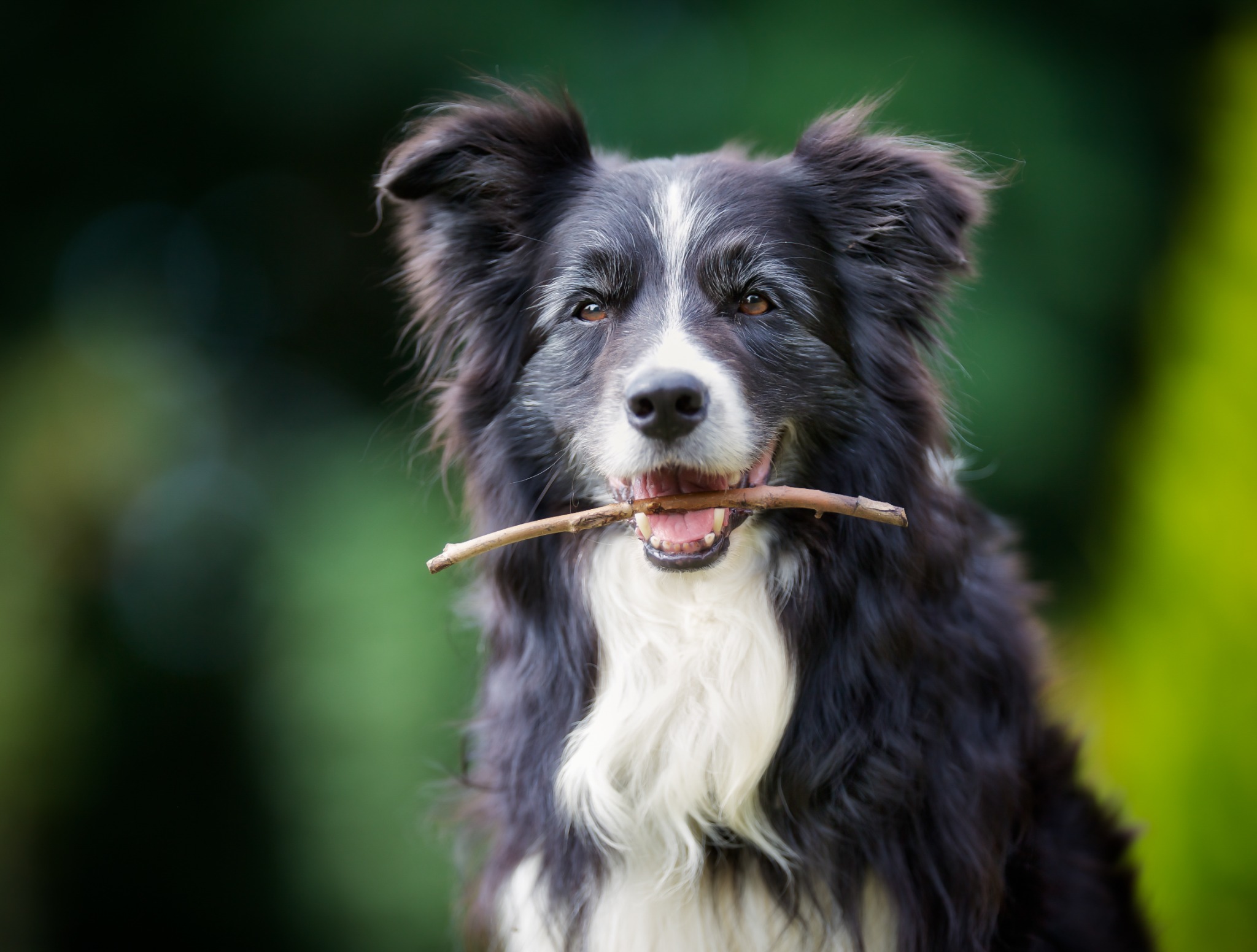 American Kennel Club Facebook ad: What's Your Dog's Age in Human Years?
