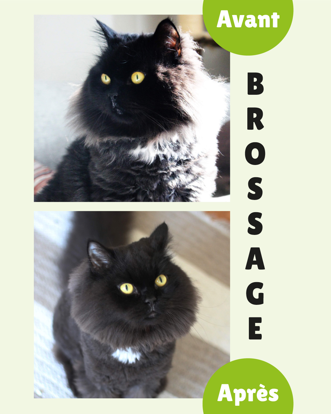 Furminator France Facebook ad: L’effet waouh de la brosse FURminator Undercoat deShedding…