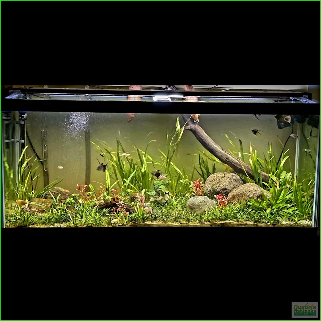 Dustin's Fishtanks Facebook ad