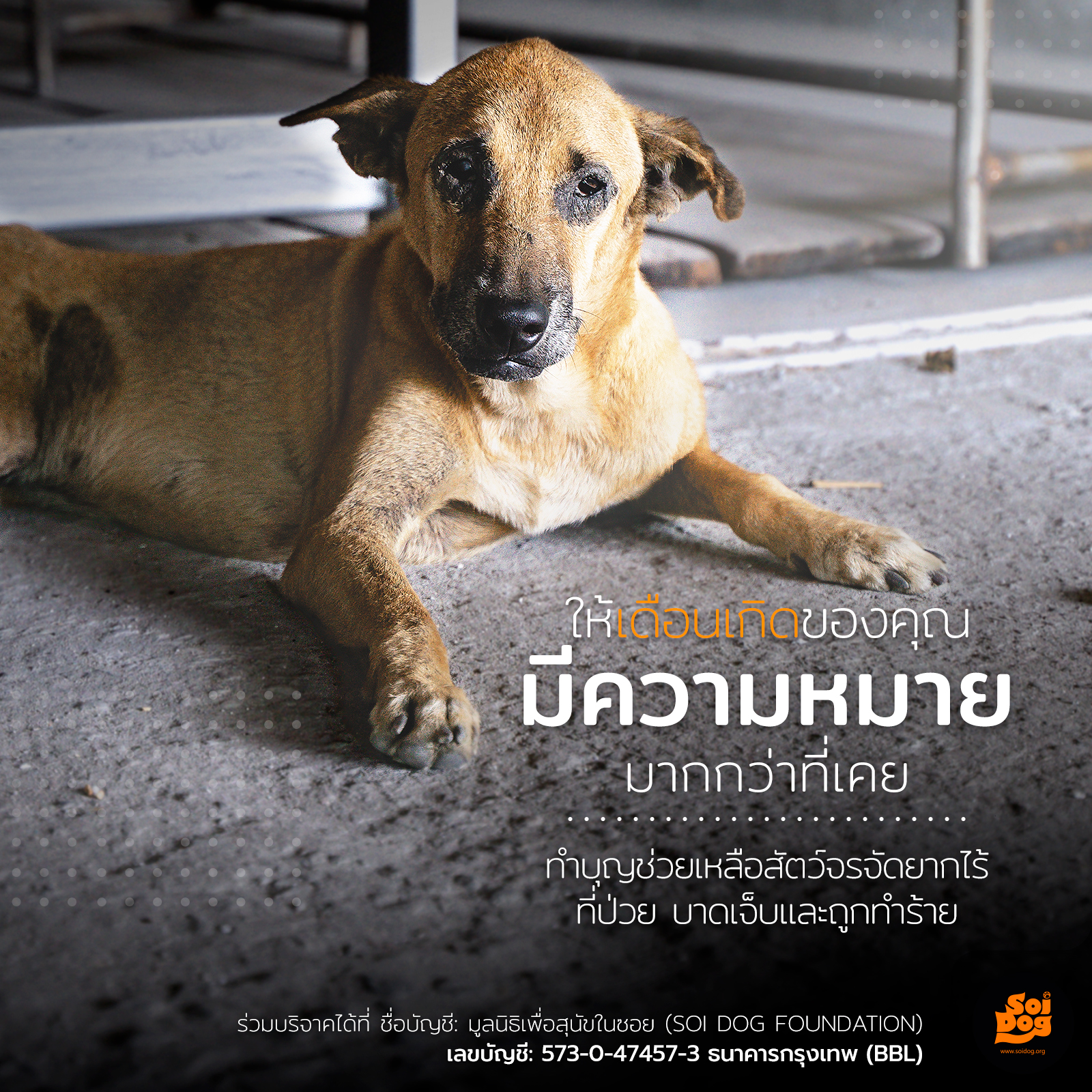 มูลนิธิเพื่อสุนัขในซอย, ประเทศไทย (Soi Dog - in Thai) Facebook ad
