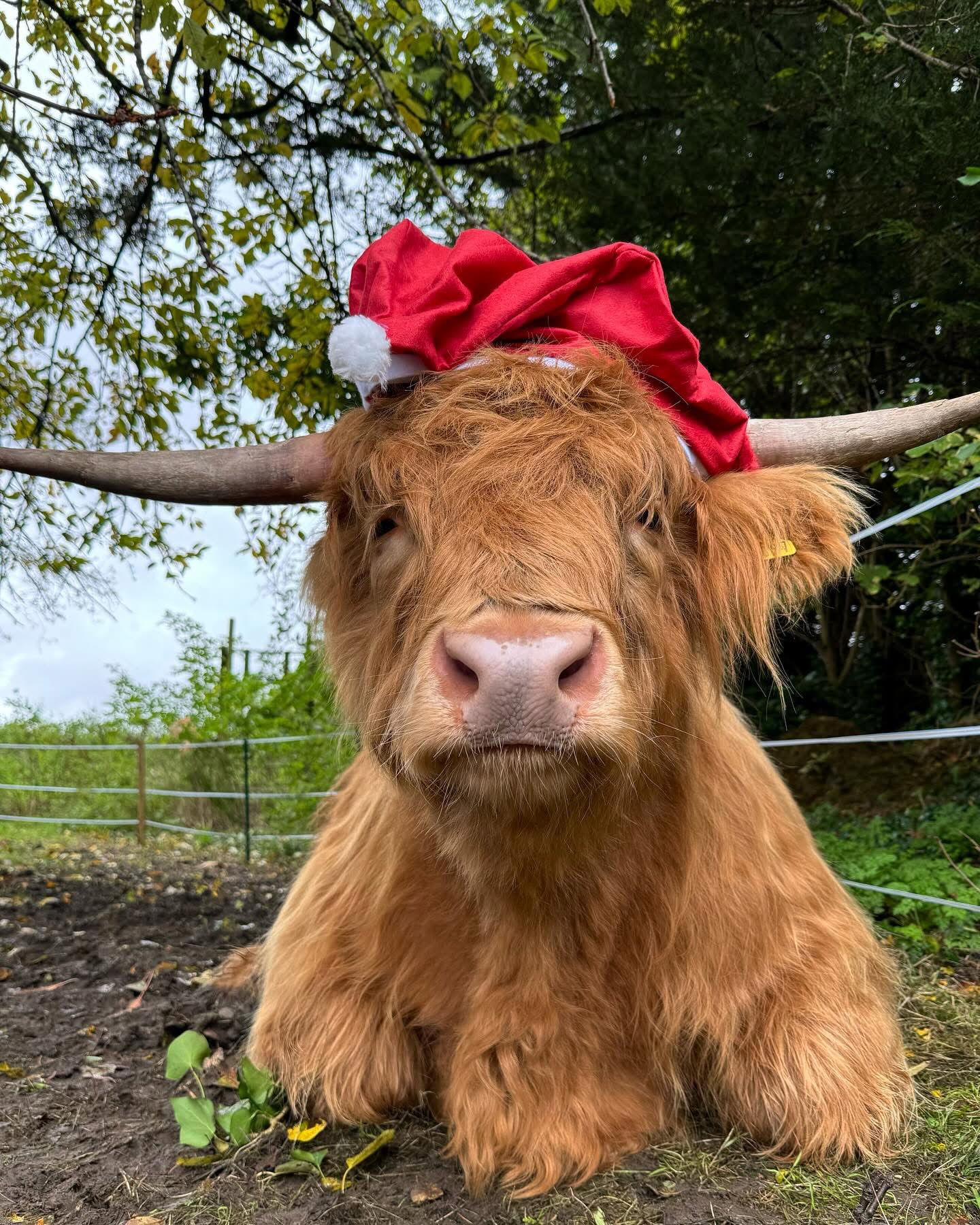 Highland Cow Cottage Facebook ad: Highland Cow Experiences, Afternoon Teas & Merchandise…
